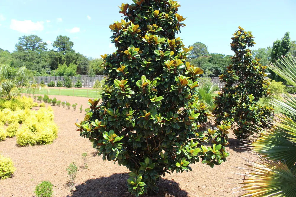 Magnolia Grandiflora &