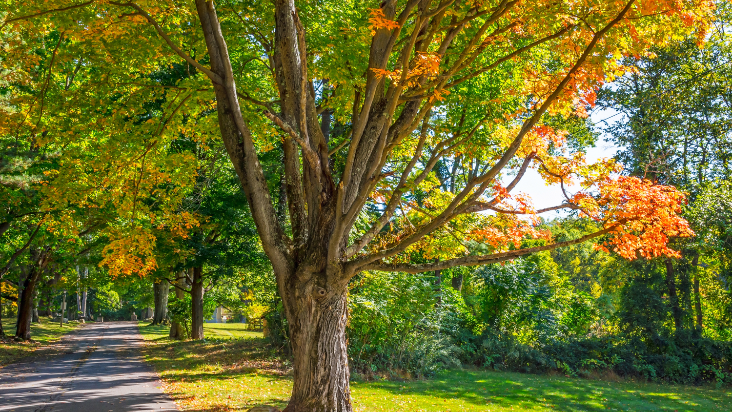 PARASOLING TREES for Summer Shade