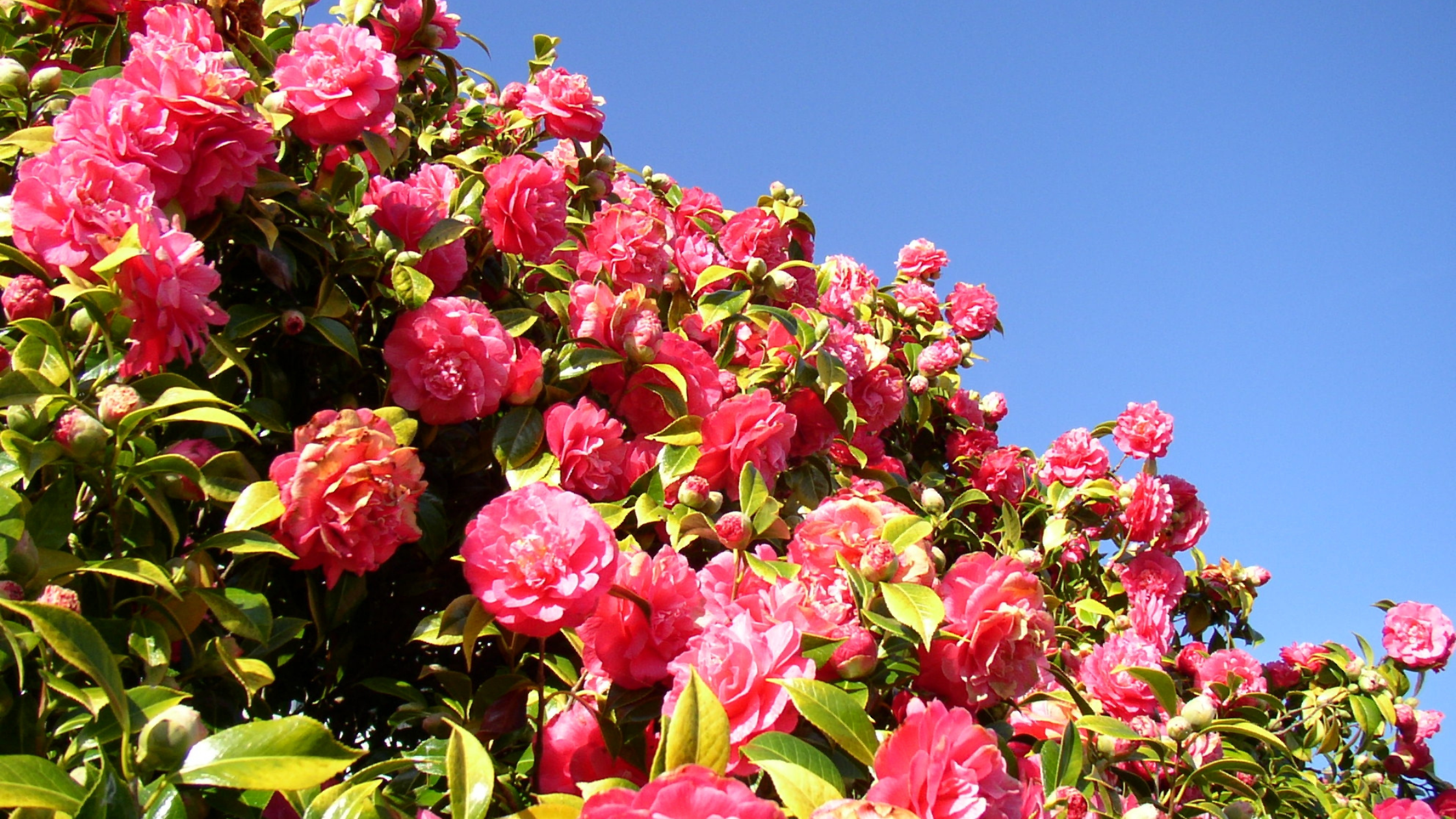 Camellia Hedges: A Winter Beauty with Year-Round Appeal