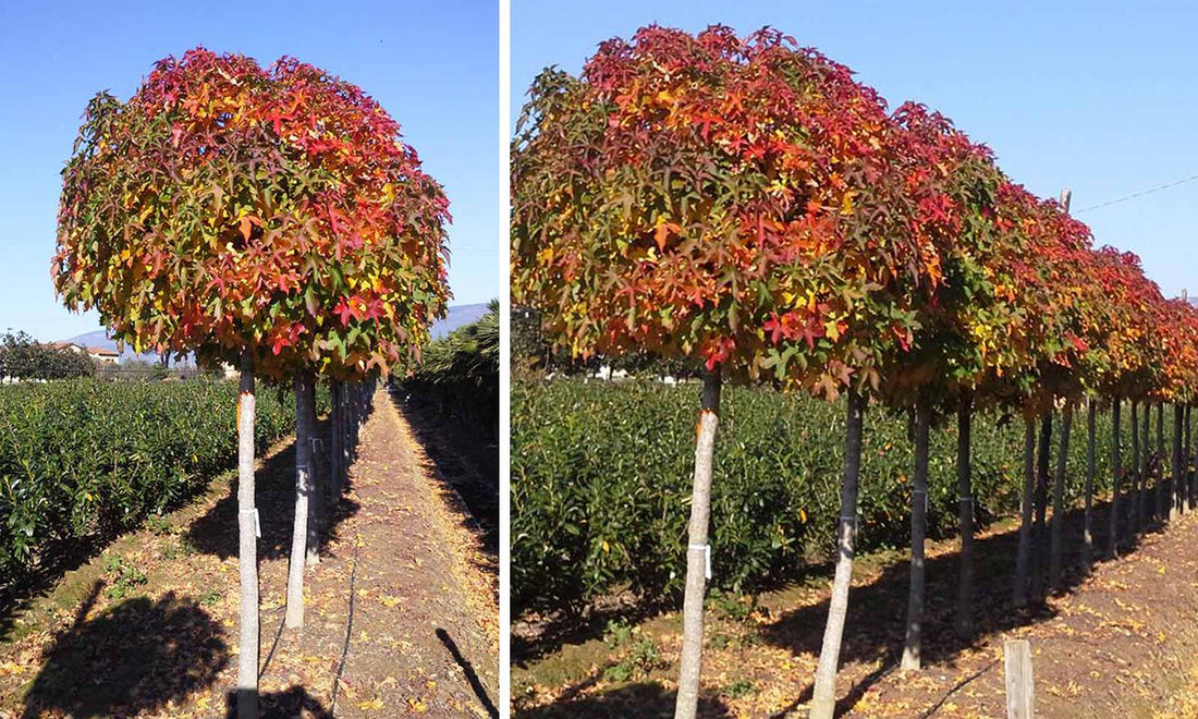 Liquidamber Styrafluca &