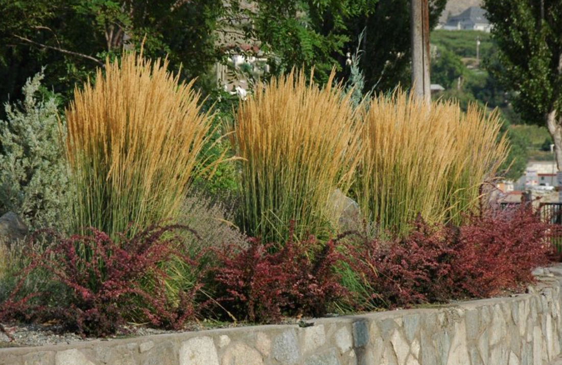 Calamagrostis Acutiflora &