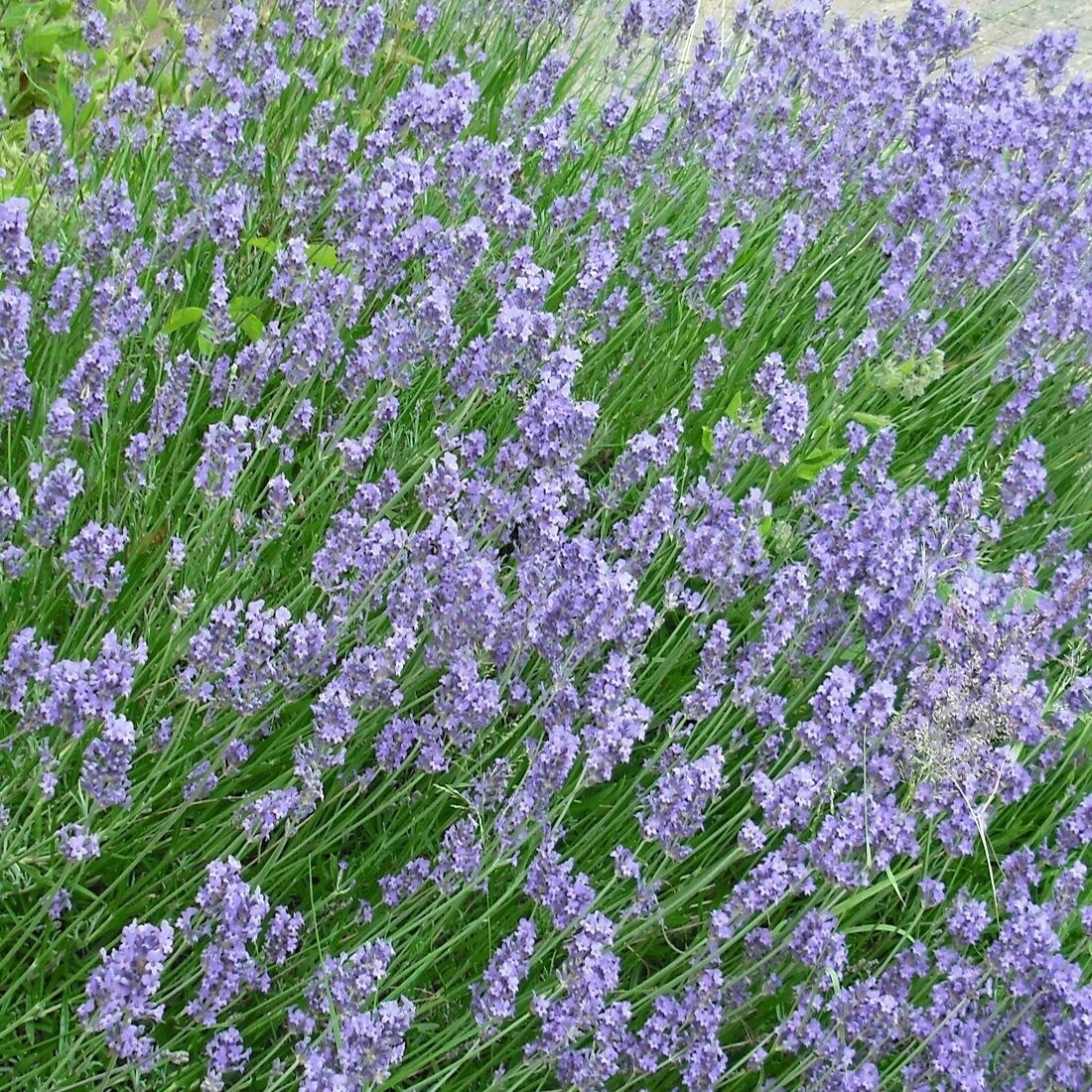 Lavender Grosso &