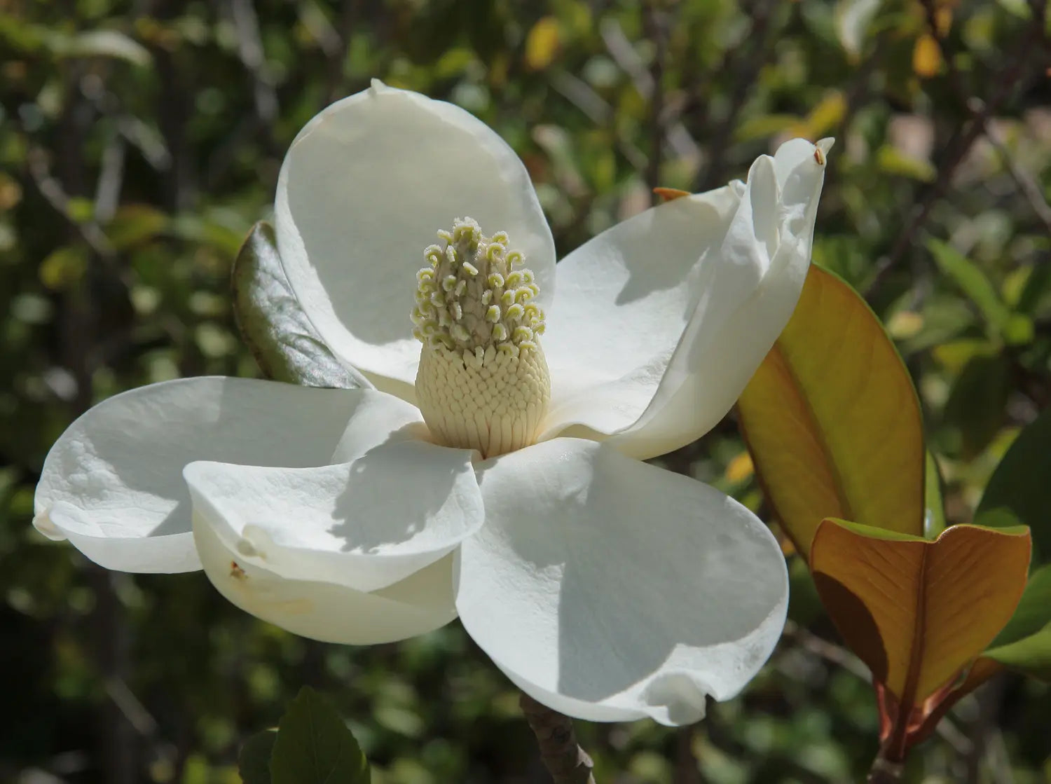 Magnolia Grandiflora &