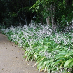 texture plants arthropodium matapouri bay