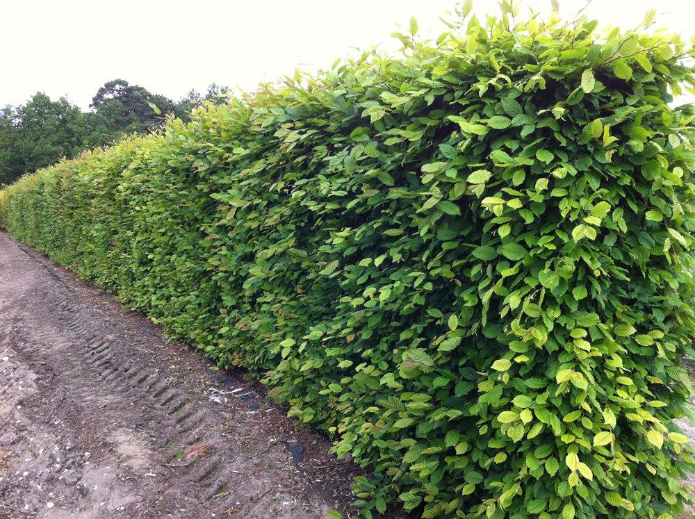 Hedge Hornbeam Wairarapa